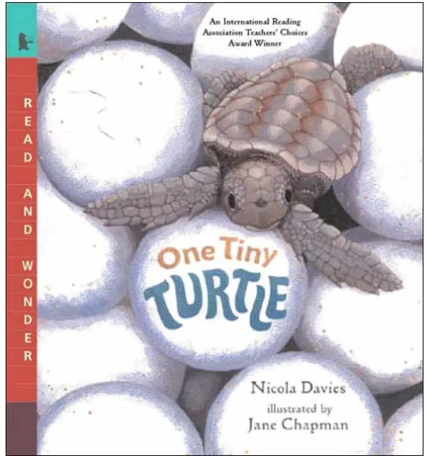 nicola-davies-one-tiny-turtle